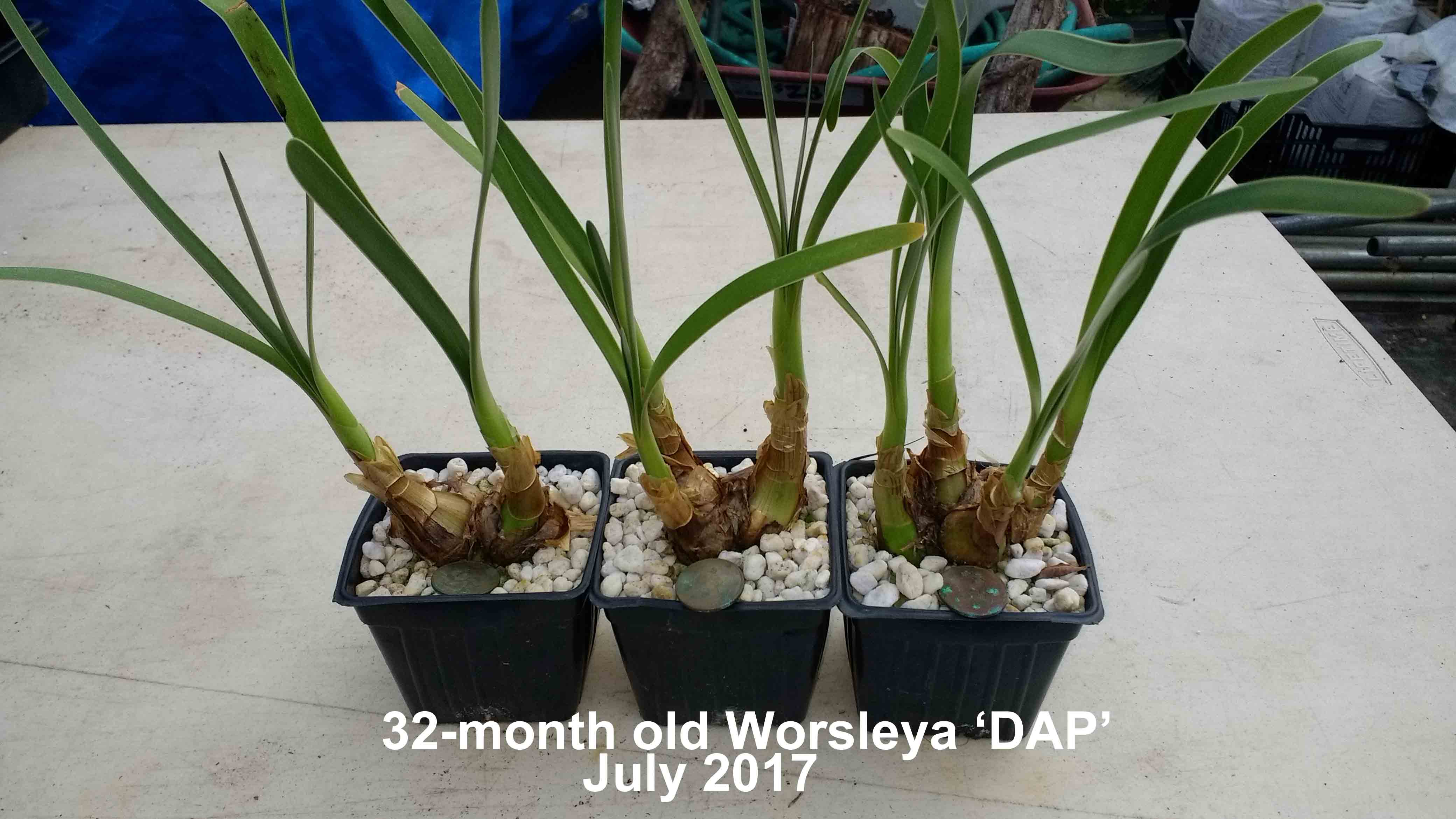 32-month old Worsleya